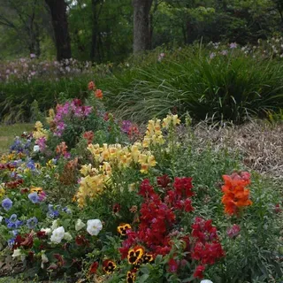 thumbnail for publication: Shrubs Fact Sheets